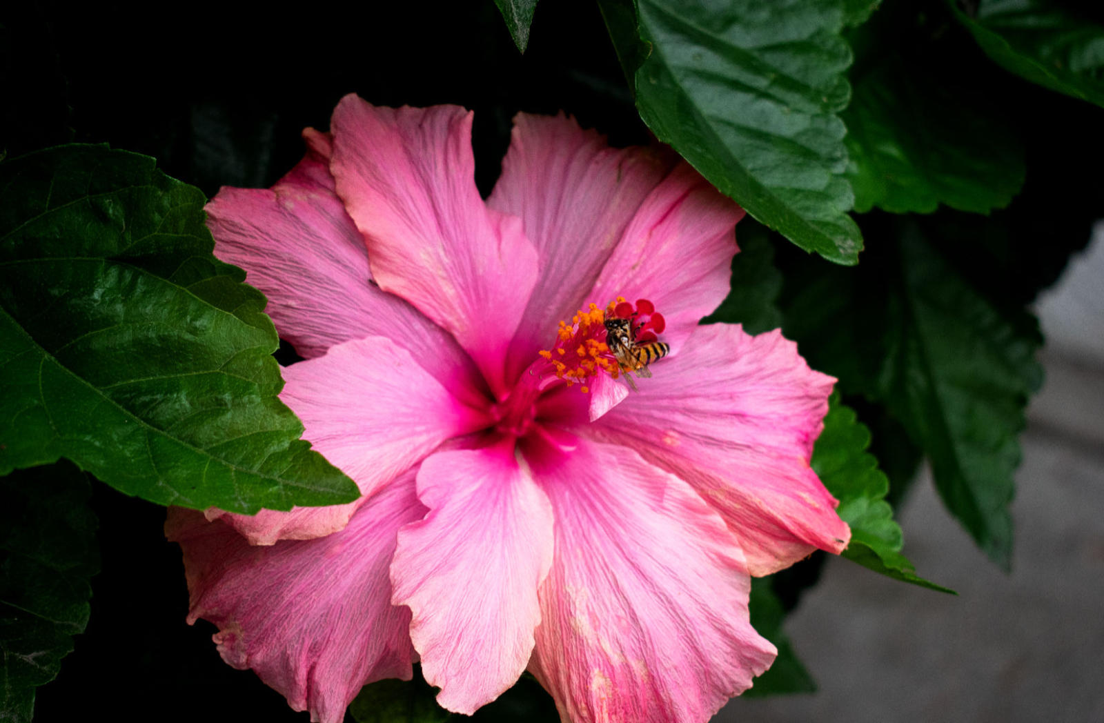 Fotografía close-up de una abeja sobre una flor rosa.
