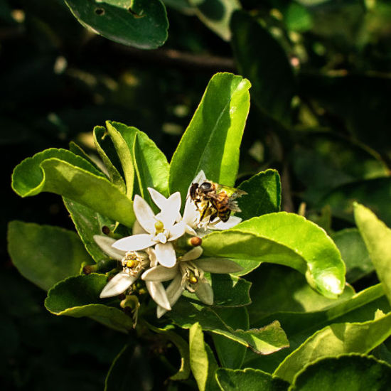 Fotografía de una abeja sobre una flor.