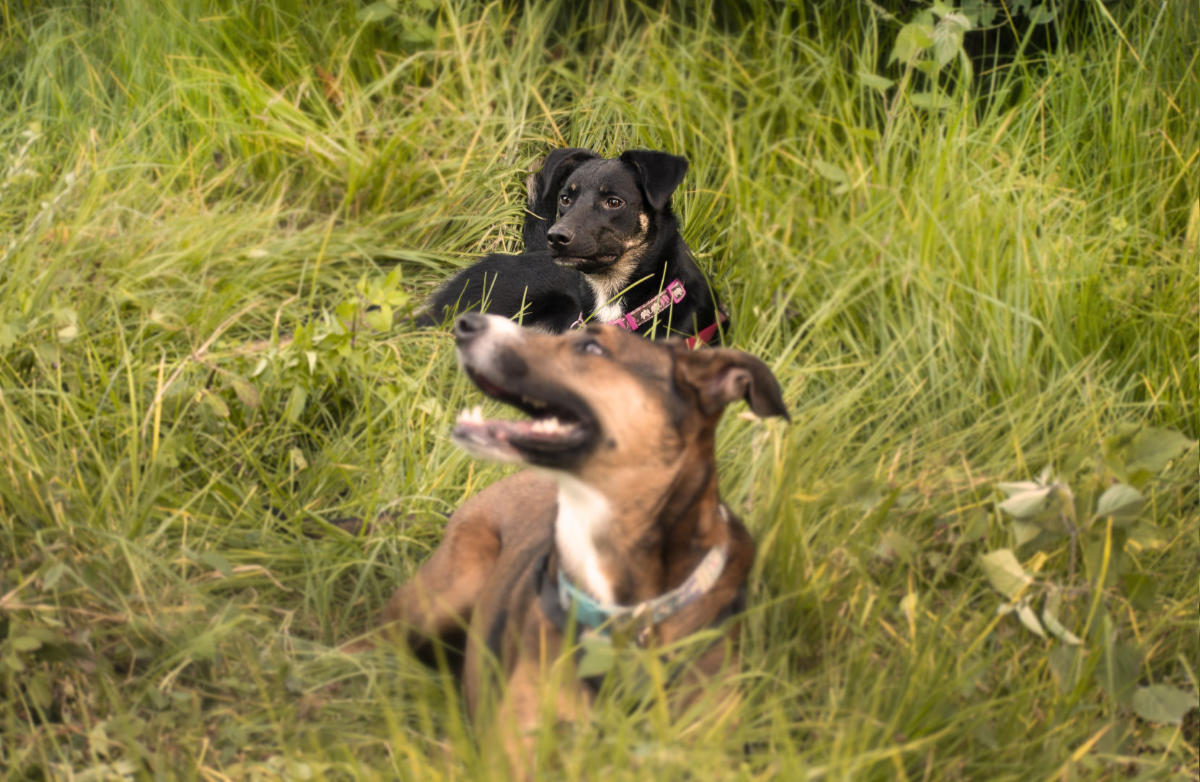 Fotografía de ambos perros descansando sobre la hierba, el enfoque está en la perrita negra.